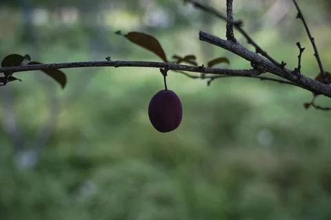 Close-Up of Purple Plum on Tree Stock Photos