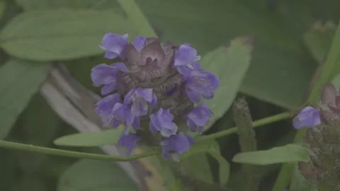 Close-up of Purple Prunella Flowers Stock-Footage 343665345