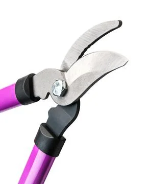 Close-Up of Purple Pruning Shears Featuring Sharp Blades on a White Backgro.. Stock Photos