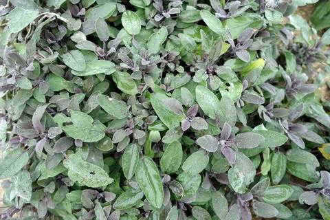Close up of a purple sage plan Stock Photos