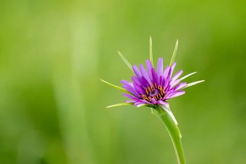 Close up of purple Salsify Stock-Fotos