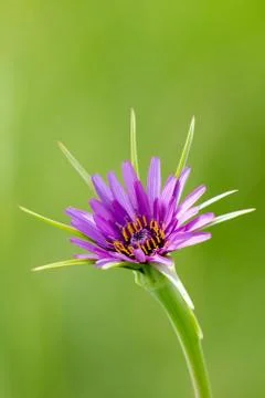 Close up of purple Salsify Stock Photos