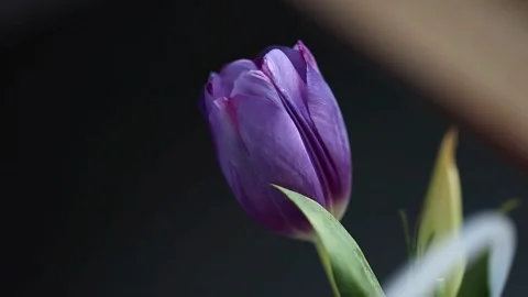 Close-up of a purple tulip on a black background.  Stock Footage 270371411