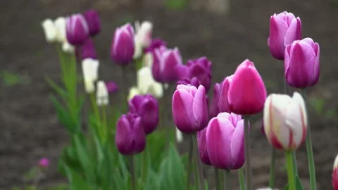 Close up of purple tulips growing in spring garden. Purple flag and Argos Stock Footage 154368637