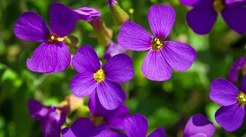 Close-up of purple violet flowers surrounded by fresh green leaves Stock Footage 50467158