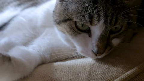 Close up of a purring cat lying down staring at something in slow motion Stock Footage 87773367