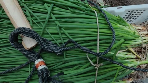 Close Up Push In of Fresh Green Onions in a Box Stock Footage 343391849