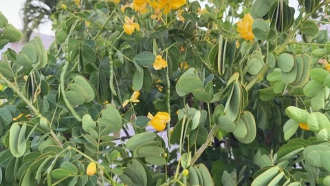 Close-Up Push In Shot of Vibrant Yellow Flowers on a Green Bush Stock Footage 339666157