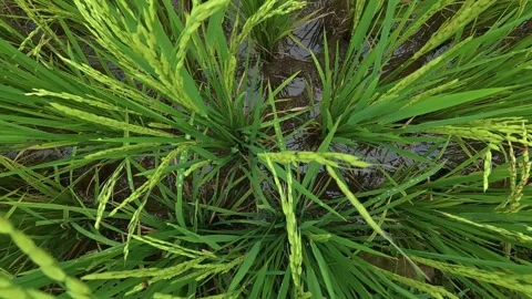 Close up push in through green rice plants Stock Footage 343387429