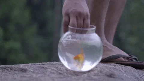 Close up of putting down fish globe on rock tight shot moody feel Video stock 130489507
