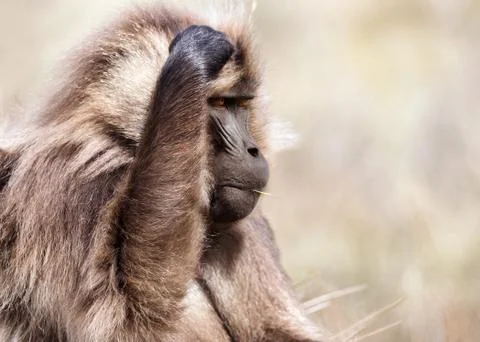 Close up of a puzzled Gelada monkey scratching its head Stock Photos