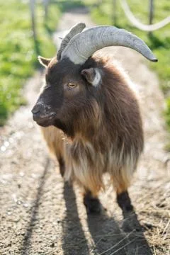 Close Up Of Pygmy Goat On A Path Looking Away Stock Photos