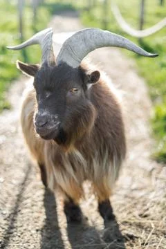 Close Up Of Pygmy Goat On A Path Stock Photos