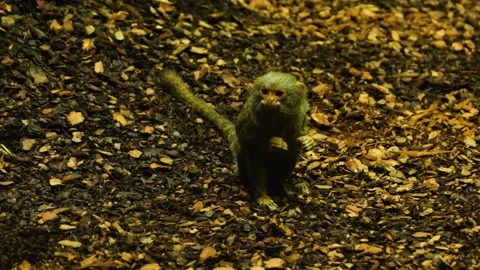 Close up of pygmy Marmoset Stock Footage 135066520