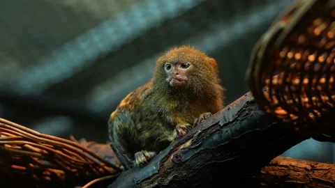Close up Pygmy marmosets | Tamarin monkey sitting on a branch. Stock Footage 230242144