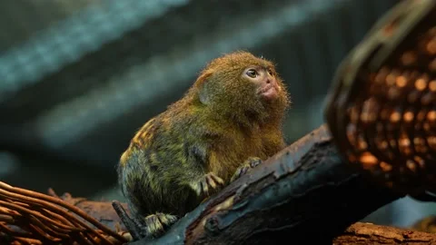 Close up Pygmy marmosets | Tamarin monkey sitting on a branch. Stock Footage 230248313