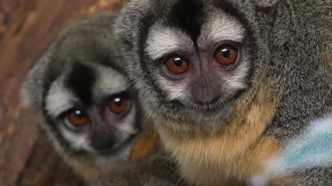 Close up of Pygmy Slow Loris Stock Footage 263051045