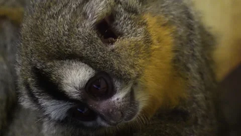 Close up of Pygmy Slow Loris Video stock 270627598