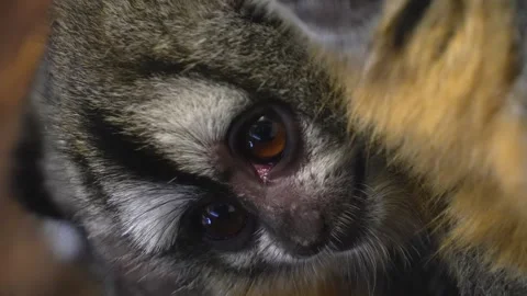 Close up of Pygmy Slow Loris Stock Footage 271508509