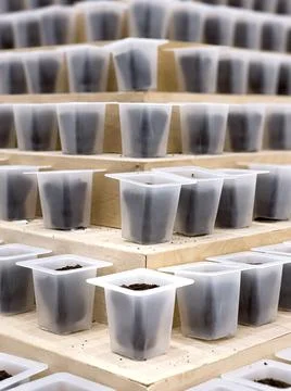 A close-up of a pyramid of small, white containers filled with soil, ready .. 库存照片