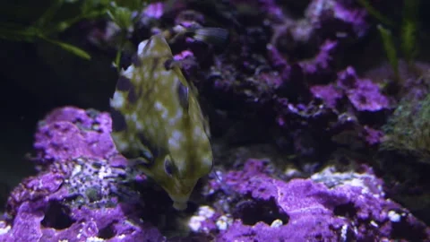 Close up of pyramid trunk fish, cow fish Stock Footage 233438171