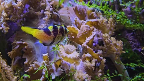 Close up of pyramid trunk fish Stock Footage 296839244