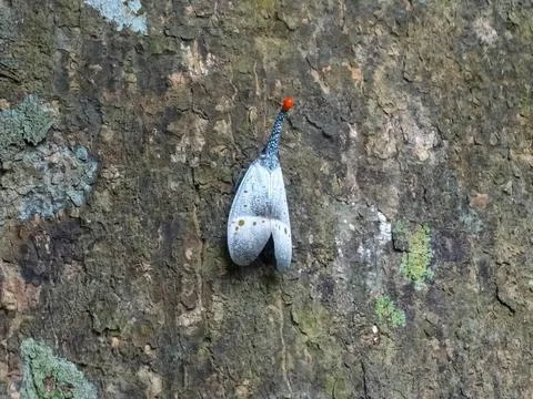 A close-up of a Pyrops lanternfly with a distinctive red lantern, perched on  스톡 사진