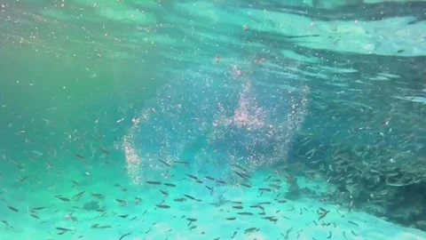 Close-Up Pyrosome Swimming Among a School of Small Fish Larvae, Marsa Alam, Egyp 库存影片 343317992