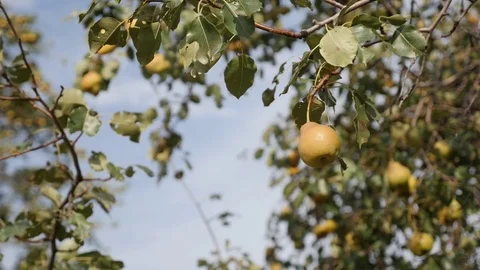Close-up of Pyrus communis tree branches on the wind slow motion Stock Footage 79570749