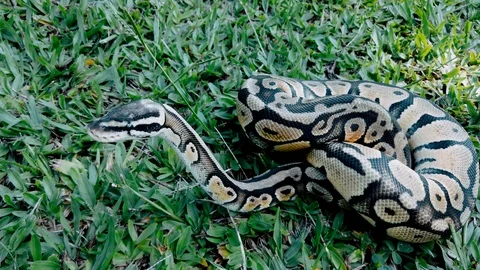 Close up on python ball on the grass. Stock Footage 124239323