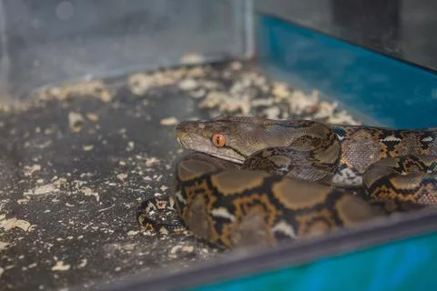 Close-up of a python coiled up inside a terrarium Stock Photos