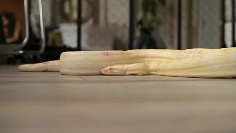 Close-up of a python crawling across the floor in an apartment Video stock 164002318