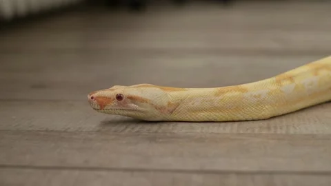 Close-up of a python crawling across the floor in an apartment 스톡 동영상 164885644