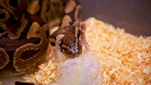Close-up of python eating a white rat Stock Footage 122584887