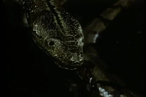 Close-up of python flicking tongue Vidéo 11351084
