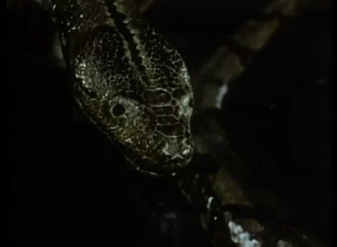 Close-up of python flicking tongue Vidéo 260250284