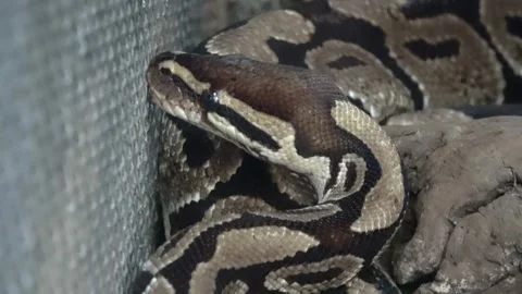 Close-up: A python is frantically searching for an exit inside its enclosure Stock Footage 282410515
