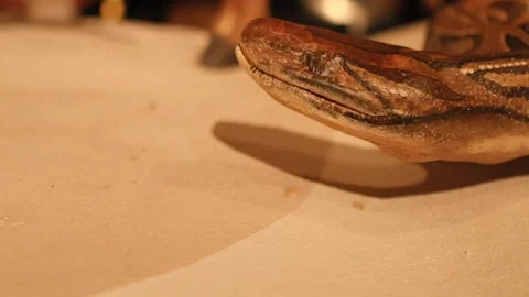 Close-Up of Python Head on Display Stock Footage 306334442