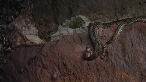 Close-up of a python lying on a brown rock of dark cave eating a flying fox bat 動画素材 233593855