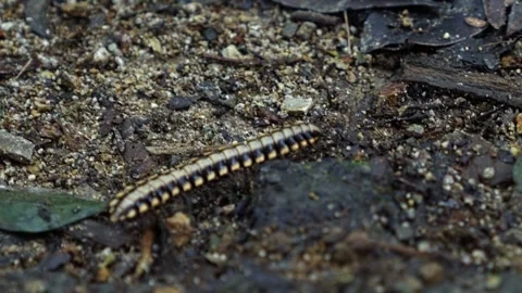 Close-up of a Python Millipede (Nyssodesmus python) walking in slow motion on Stock Footage 304046995