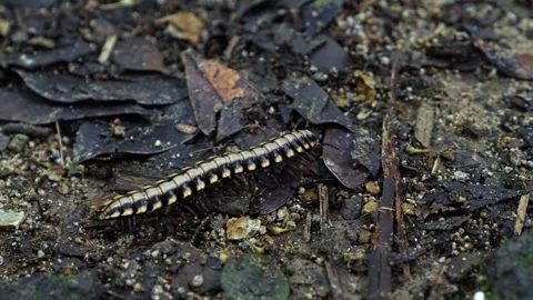 Close-up of a Python Millipede (Nyssodesmus python) walking in slow motion on Stock Footage 304047262
