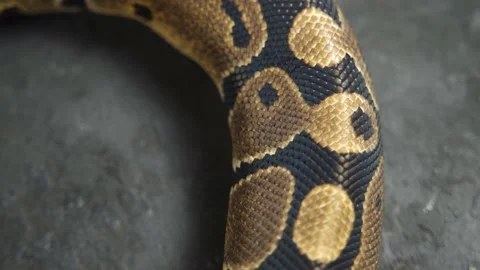 Close-up of a Python molurus also known as Indian rock python, black-tailed Stock Footage 220649368