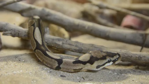 Close up python mooving in terrarium 스톡 동영상 114511155