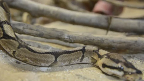 Close up python mooving in terrarium Stock Footage 114511292