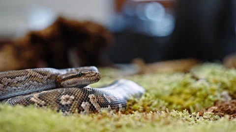 Close-up of a python on moss, displaying its intricate scales and calm resting Stock Footage 308523484