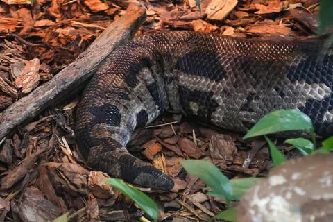 Close-Up of Python in Natural Habitat, Ideal for Wildlife and Nature Concepts Stock Photos