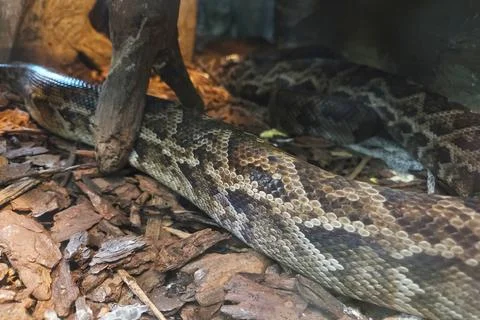 Close-Up of a Python in a Natural Habitat for Wildlife Photography 库存照片