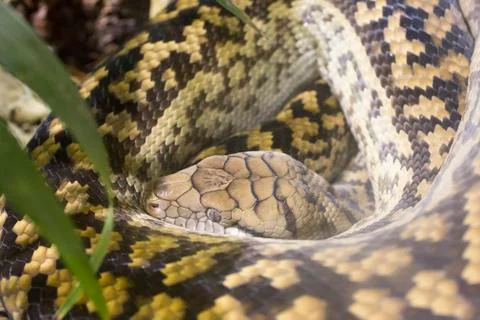 Close-up of python 写真素材