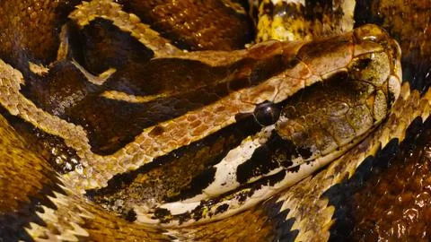 Close up of python 写真素材