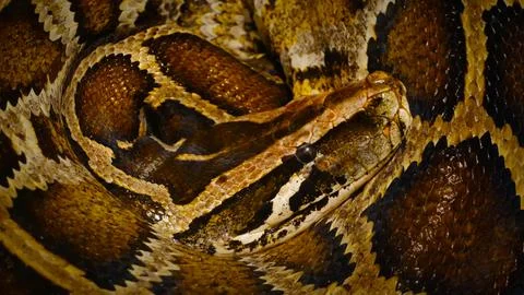 Close up of python Stock Photos